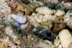 Goby and Pistol Shrimp by Rudy Janssen 